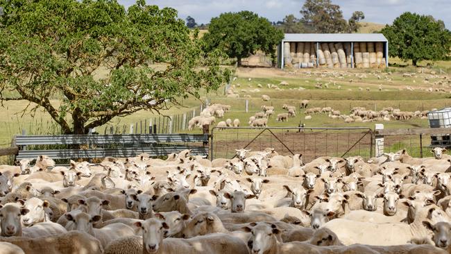 Sheep numbers could be lower than what industry thinks.