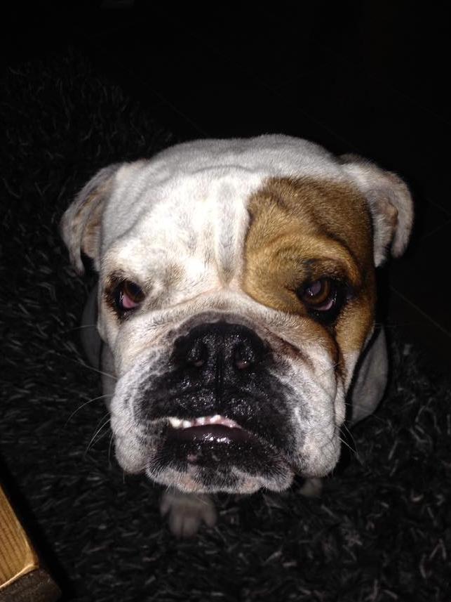 Martin Donna McAfee’s pooch Winnie has a “cheeky smile”.