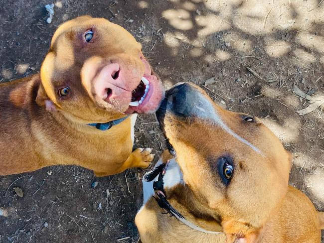 Ace playing with his new best friend in Melbourne.