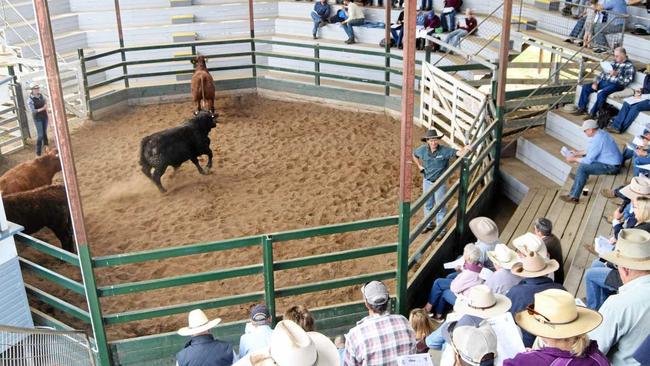 IN THE RING: Emma Franz (far left) and Barry McIntyre, both from Nolan Meats, keep the exhibits under control in front of a big crowd of cattle competitors at the Gympie Carcass Classic. Picture: Arthur Gorrie