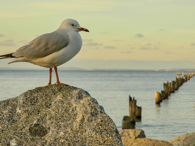 MERCURY TASMANIA, WEATHER, READER PIC.  Bridport pier, with seagull BY Ron Rainbow