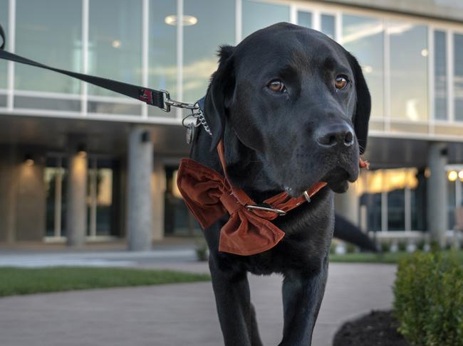 Archie the canine ambassador at Peppers Silo Hotel in Launceston. Picture: Supplied