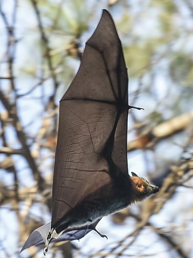 The bats have been released back into the Adelaide Parklands. Picture: Roy Van Der Vegt