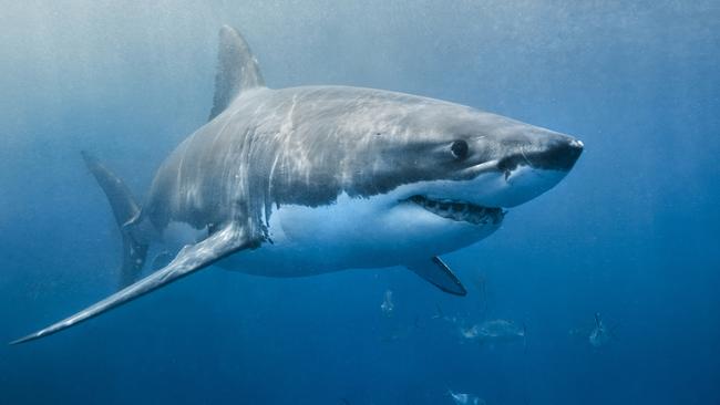 A great white shark swimming with a slight smile on its face just below the surface. The environment is the deep blue ocean. The shark looks to be in hunting mode.