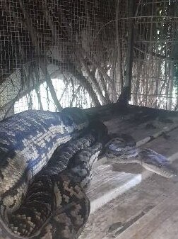 An amethystine python, also known as a scrub python, that ate a cat in Mareeba recently. Credit: Atherton Snake Catcher/Facebook.