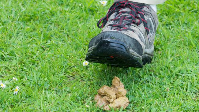 Dog poop about to be stepped in. Picture: iStock