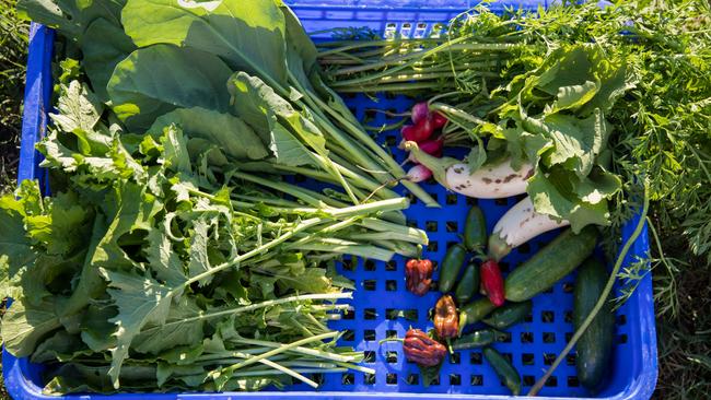 Compost is great for your garden and perfect for growing fruit and vegetables. Picture: Dominika Lis