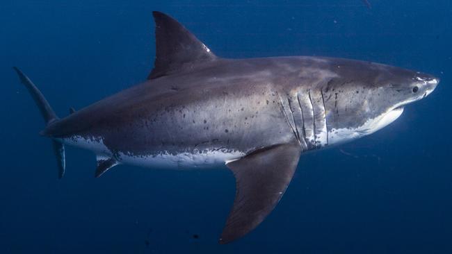 EMBARGOED UNTIL:  04/02/14... LEARN POSTER: GREAT WHITE SHARK FEB 4 Guadalupe 19 Picture: Supplied