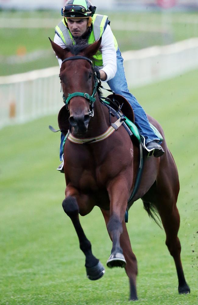 Artlee with trainer Todd Willan during early morning trackwork at Doomben. Picture: Liam Kidston