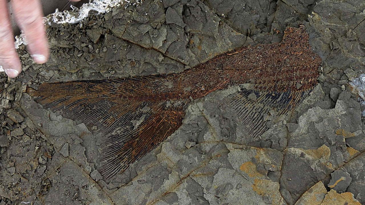 A partially exposed, perfectly preserved 66-million-year-old fish fossil uncovered by Mr DePalma and his colleagues. Picture: Robert DePalma. 