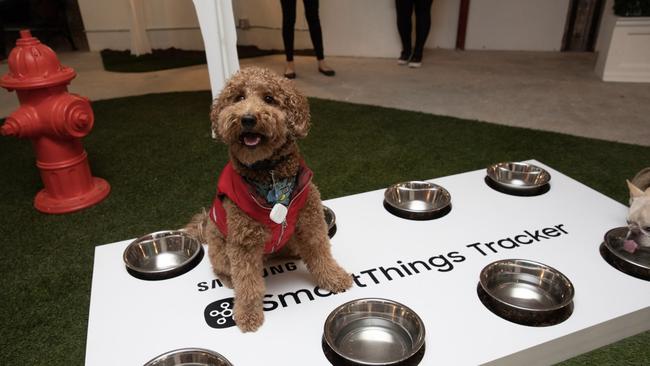 Samsung's SmartThings platform can help monitor the health of pets.