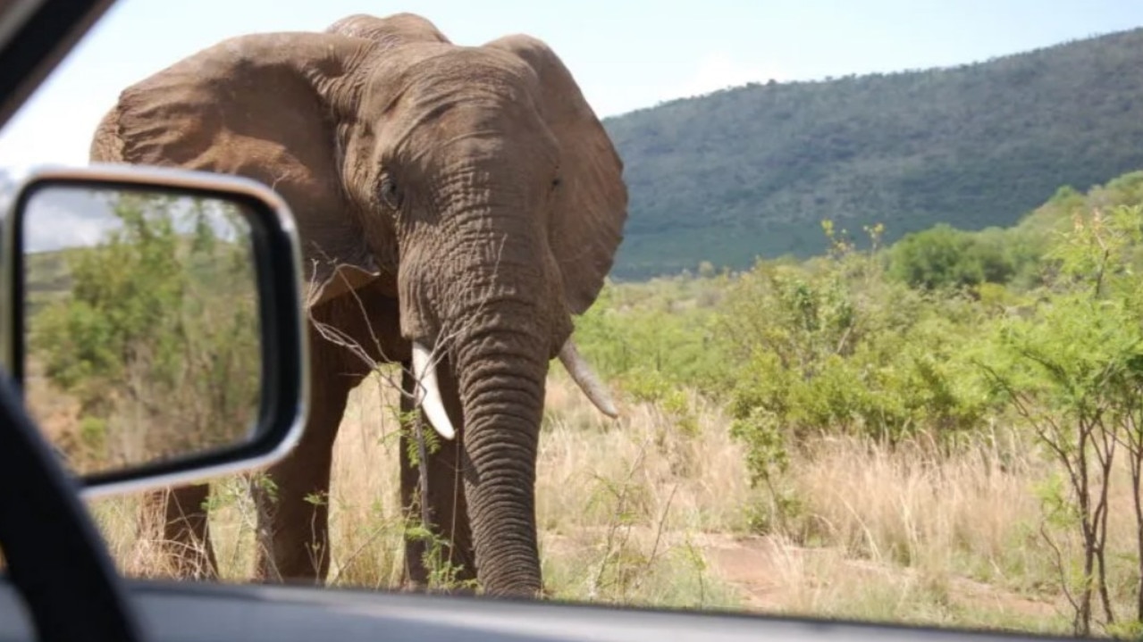 The Pilanesberg National Park in North West Province is 100 miles from Johannesburg. Picture: Facebook