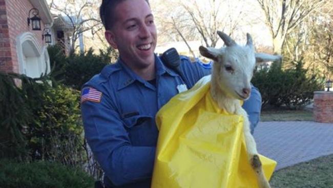 07042015_goat_credit_Paramus_Police_Department