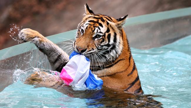 New mother Adira enjoying a cool off. Pics Adam Head