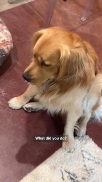 Pooch spills grandma's ashes trying to get to a ball