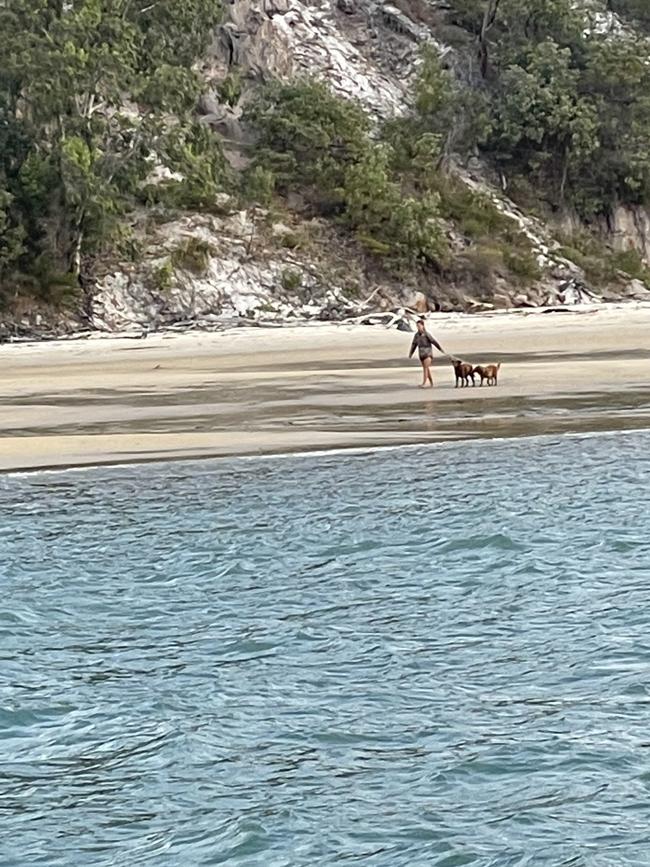 Domestic dogs spotted on Fraser Island.