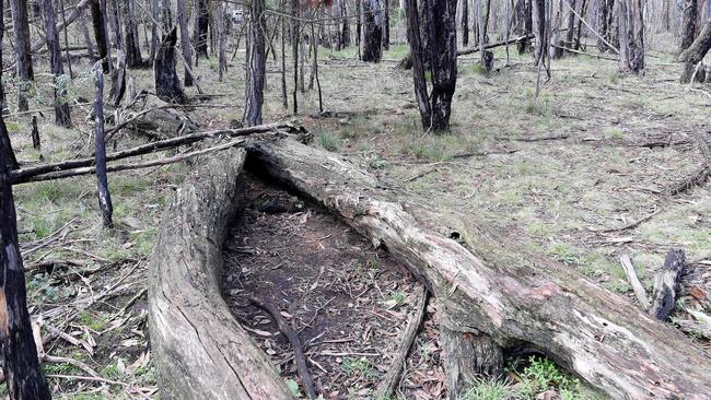 The site where Karen Ristevski’s body was found between two logs at Mount Macedon. Picture: Nicole Garmston