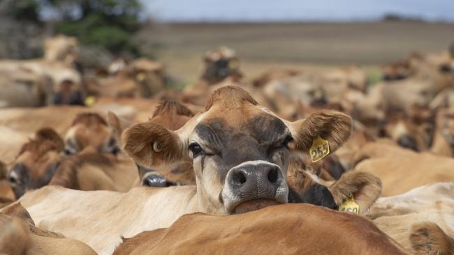 Some dairy farmers have made huge genetics gains using genomic tools. Picture: Zoe Phillips