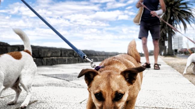 MELBOURNE, AUSTRALIA - NewsWire Photos JANUARY 1, 2022: People take to the beach with their pet dogs during a hot weather day in MelbournePicture: NCA NewsWire / Luis Enrique Ascui