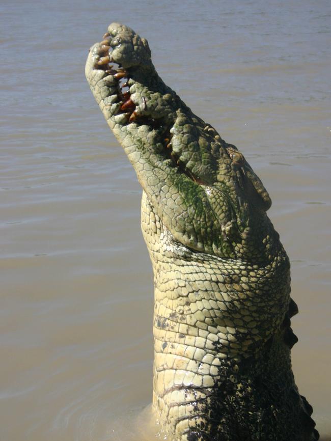 ''Michael Jackson'' jumps for a piece of meat during a jumping croc cruise on the Adelaide River. Picture: Alison Bevege