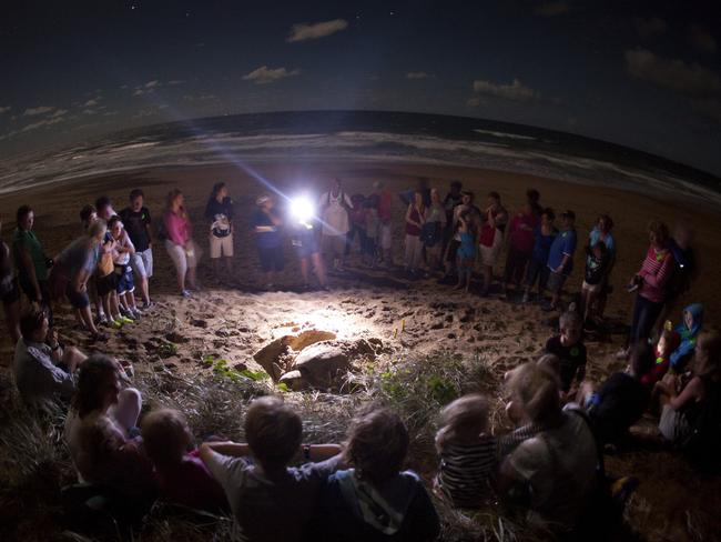 Turtle encounters on Mon Repos Beach near Bundaberg.