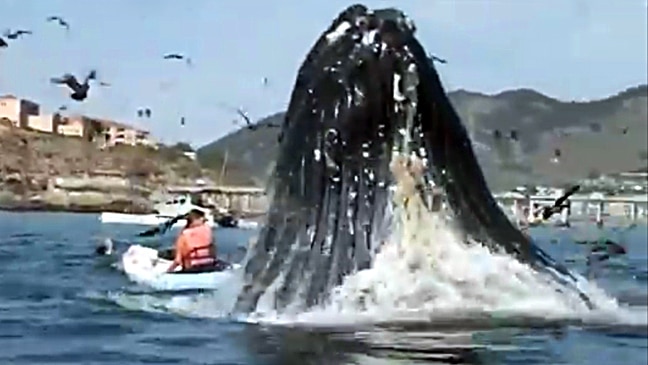 Humpback Whale Startles Kayakers In San Luis, California