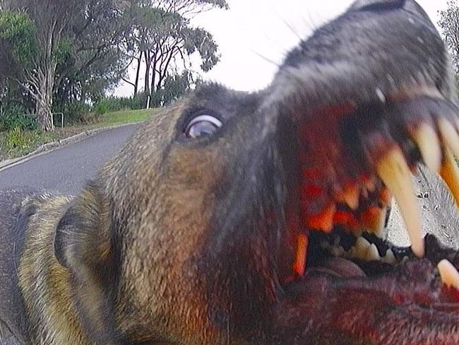 Australia Post says more than 49 Posties fell victim to dog attacks in the past six months. Picture: Australia Post