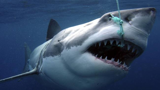 02/03/2009: A white pointer shark being tagged for CSIRO research 13 May 2008. Pic. Supplied Perthnow generic library great white shark