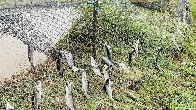 Over 70,000 barramundi and 50,000 red claw have been lost in the floodwaters of the Barron River. Photo: Supplied