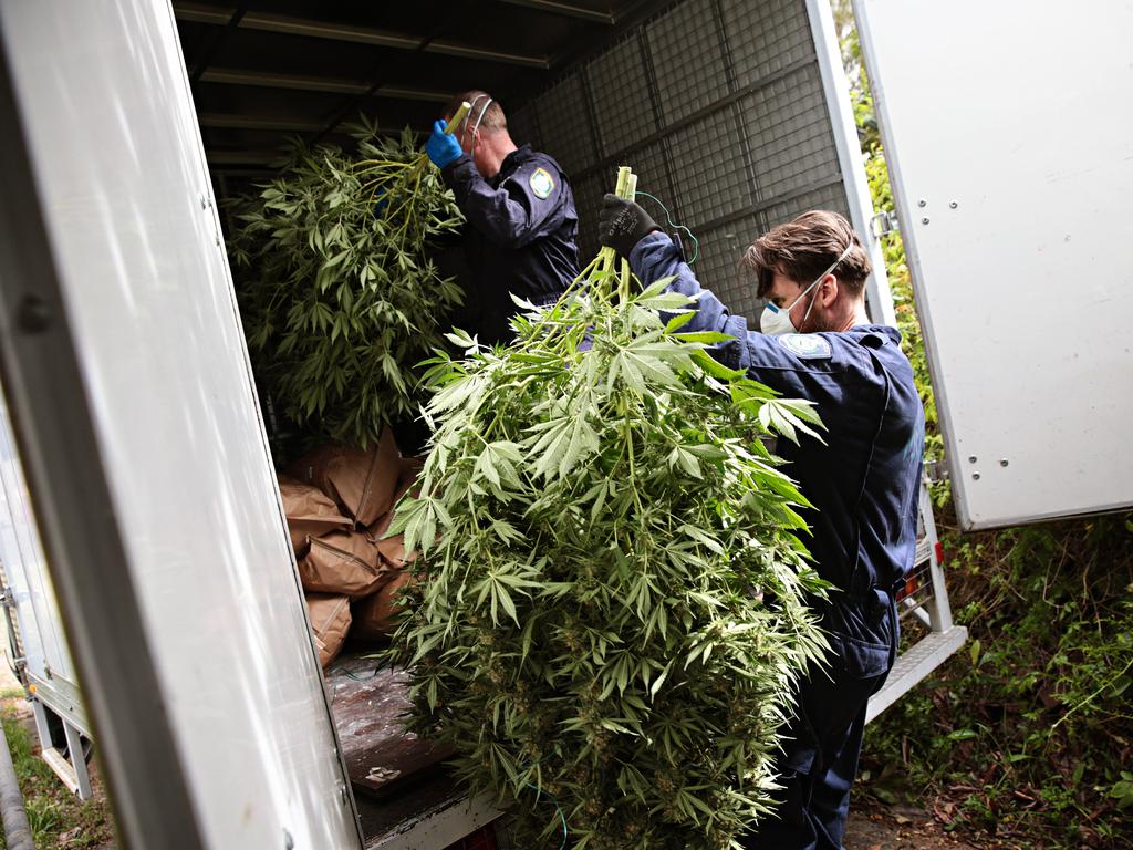 Sydney Drug Bust: NSW Police Find Cannabis Plants | Photos | Daily ...