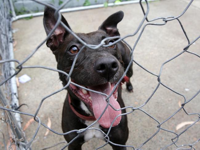 Coco is a really sweet dog, say her carers. Picture: Mark Scott