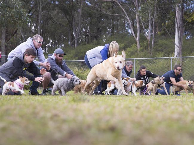 Macarthur Chronicle - Pictured: - Campbelltown Pug Club held a Pug meet and greet along with a few casual races at Mary Brookes Park, Kellerman Drive, Campbelltown NSW Australia. Other breeds of dog were also invited to race.