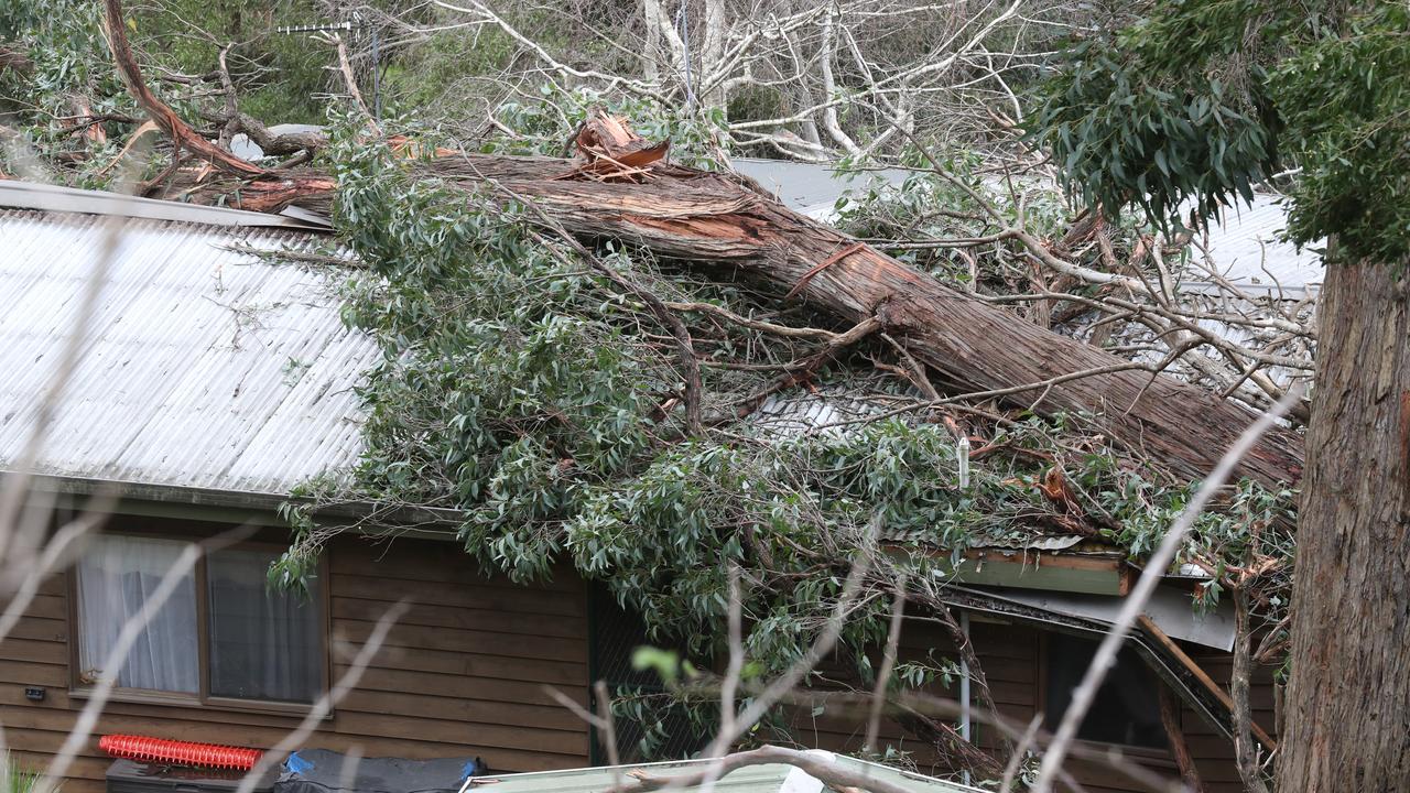 A tree that fell onto a house in Koala St, Belgrave. Picture: David Crosling