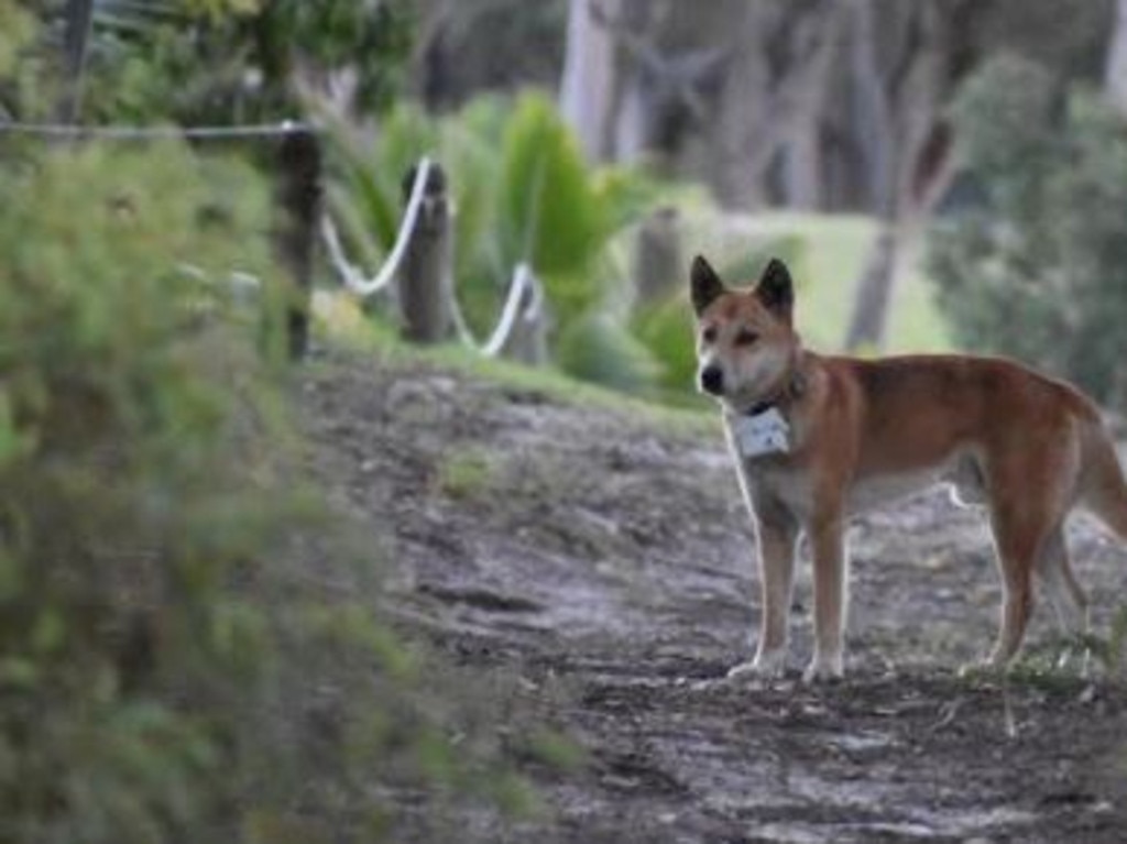 Dingoes at Orchid Beach have been fitted with GPS tracking collars.