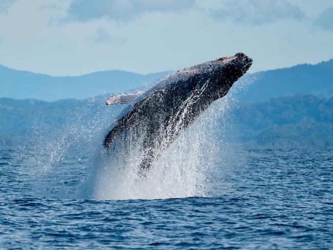 WHALE SEASON: The whale season is well underway, and Out of the Blue Adventures conducts daily whale-watching tours with an on-board marine biologist between Ballina and Byron, departing from the Lance Ferris Wharf in Ballina. Whale watching season continues through to November with the peak northern migration being an exciting time, between mid-June to early July. See www.outoftheblueadventures.com or call 0407 522422..