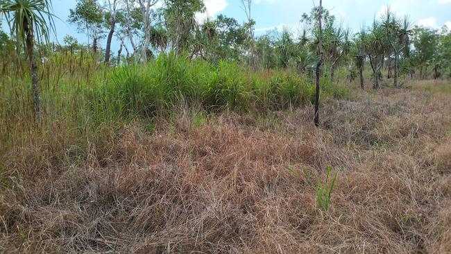 Gamba Grass in the Top End. Picture: Gamba Grass Roots