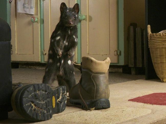 Buster the ever-curious quoll in the old farmhouse kitchen at Quoll Farm. Picture: ABC