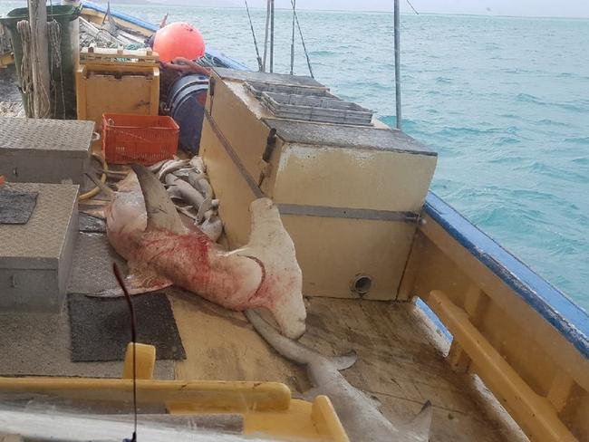 Disturbing imagery obtained by WWF-Australia shows the destructive impact of commercial gill nets in the Great Barrier Reef World Heritage Area. The pictures were taken early in 2019 in the central Great Barrier Reef region. Picture: WWF-Australia