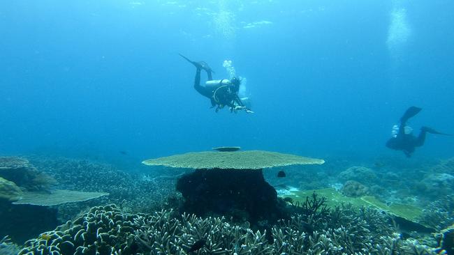 An enormous plate coral in Raja Ampat, Indonesia. Picture: Penny Hunter