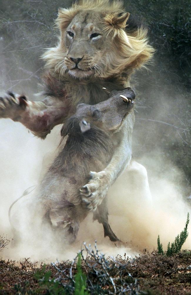 Attack... The battle between the warthog and lion heats up. Picture: Picture Media