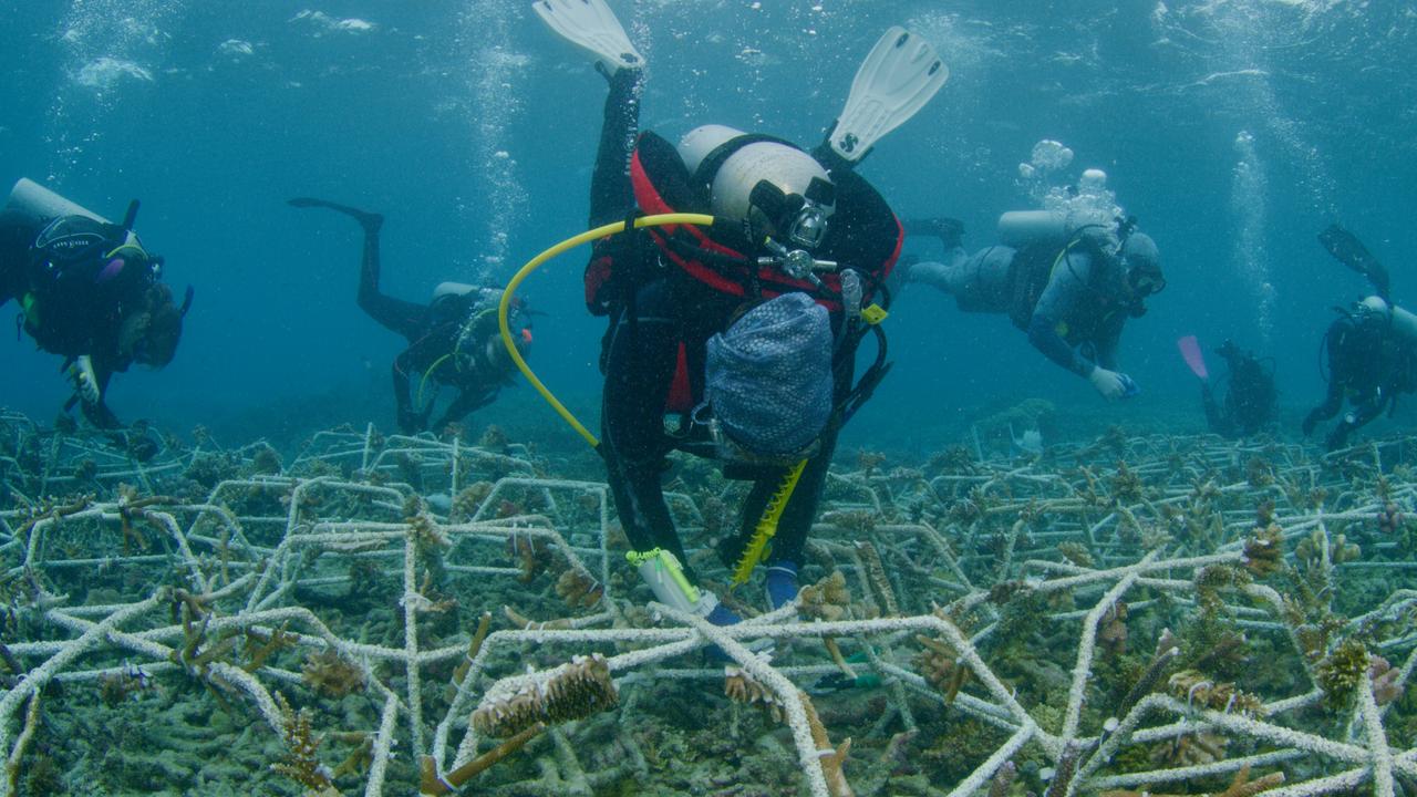 The Reef Cooperative launches reef star factory | Herald Sun