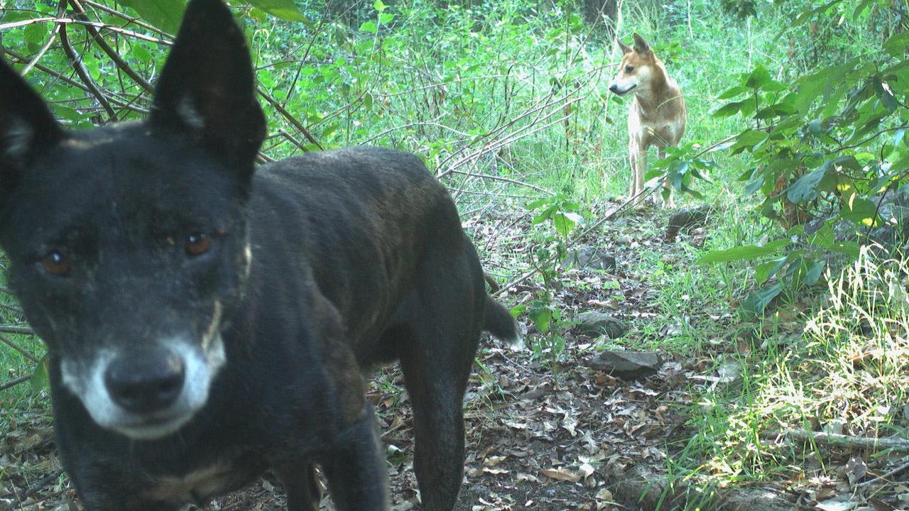North Coast Local Land Services is seeking community assistance with collecting samples for a wild dog genetics programs.