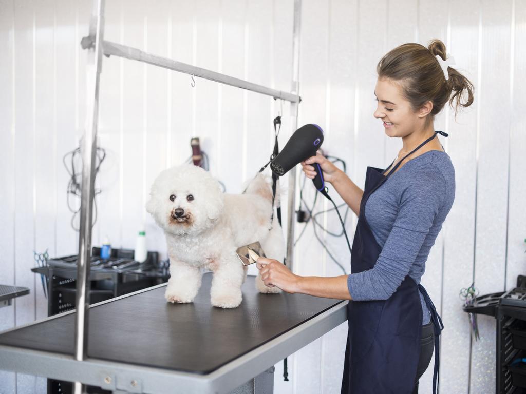 Yes, a trip to the groomers will guarantee a cosmetic improvement but regular appointments also have health benefits for your pup. Picture: iStock