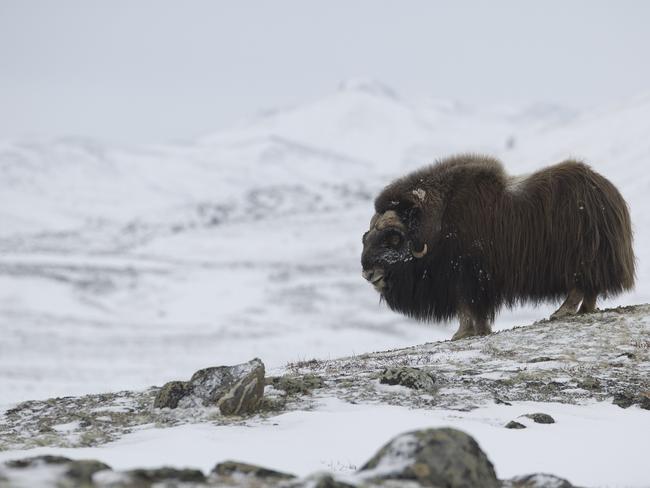 Musk-ox in Norge in Dovrefjell National Park