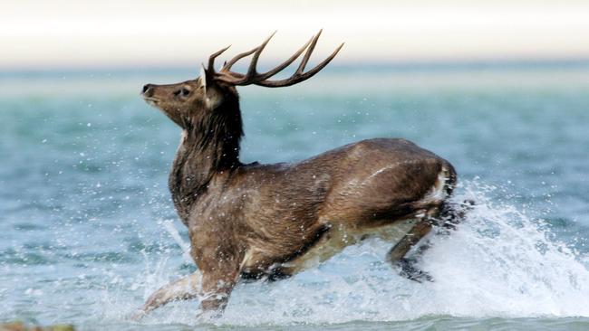 Trevor the deer on the sandbanks south of Wave Break Island in the Broadwater.