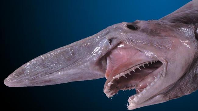 Hey good-looking ... a goblin shark. Picture: Dianne Bray/Museum Victoria