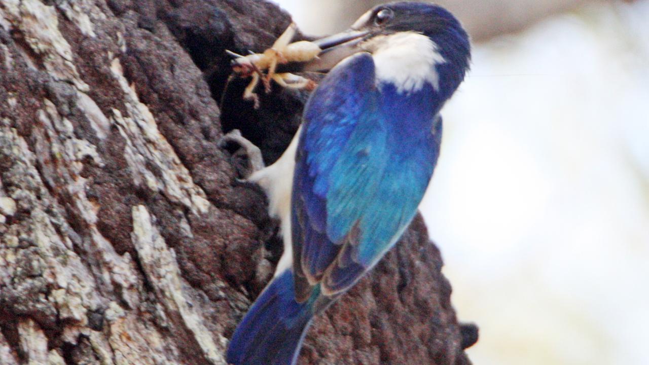 The incredible nesting habits of the forest kingfisher | The Courier Mail