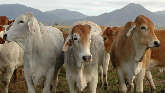 An iconic Western Australian cattle station has been snapped up by Harvest Road, a Tattarang-owned company.