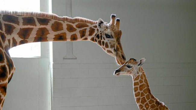 NUZZLE: Mum Penny nuzzles into her calf. Picture: Ben Beaden