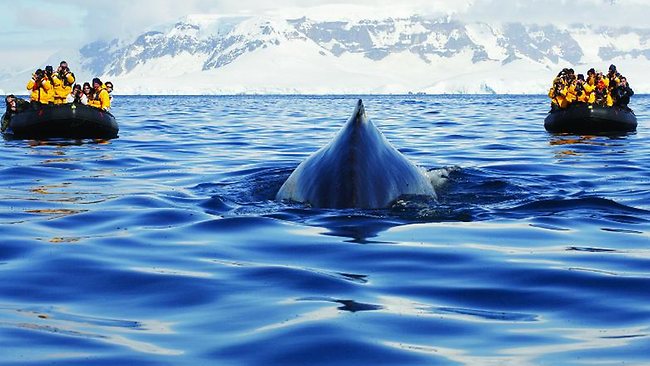 Search on for 'world's loneliest whale', the 52 Hertz whale
